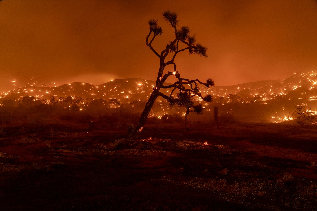 Josuabaum in Flammen, Kalifornien, 18. September 2020, Foto: (c) Kyle Grillot / AFP