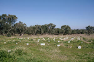 Graveyard for drowned refugees near Kato Tritos.